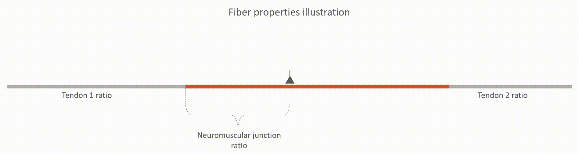 ../_images/fiber_properties.gif